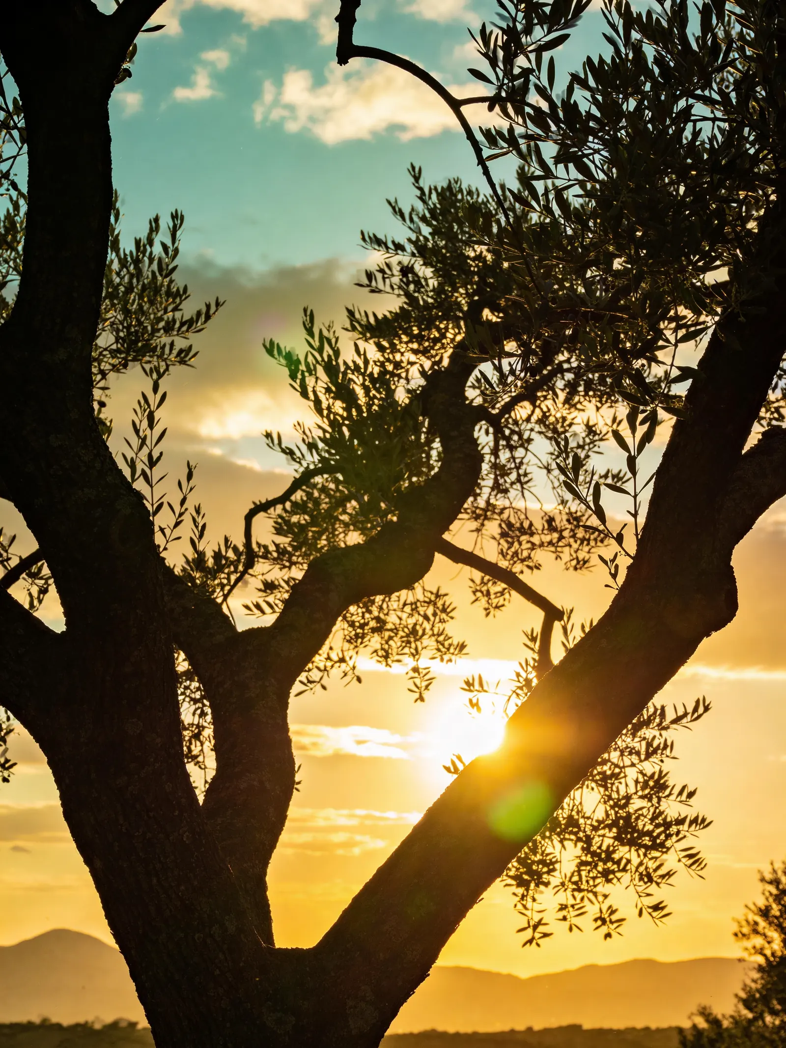 Ancient olive tree silhouetted against a golden sunset