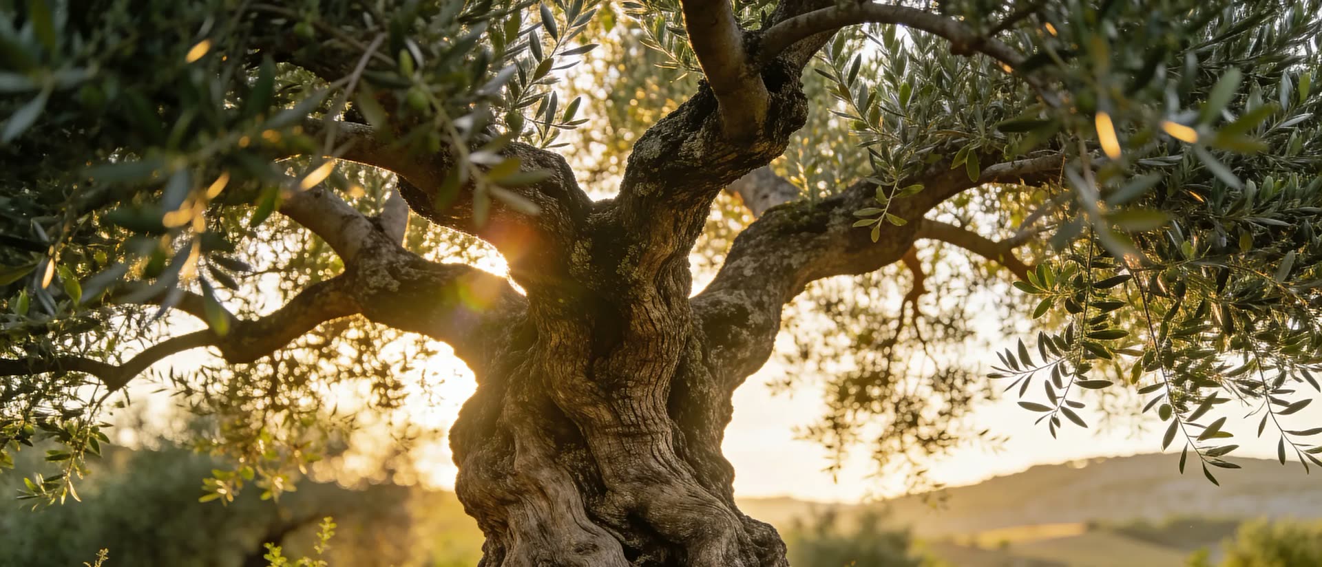 Ancient olive tree with gnarled trunk and silver leaves