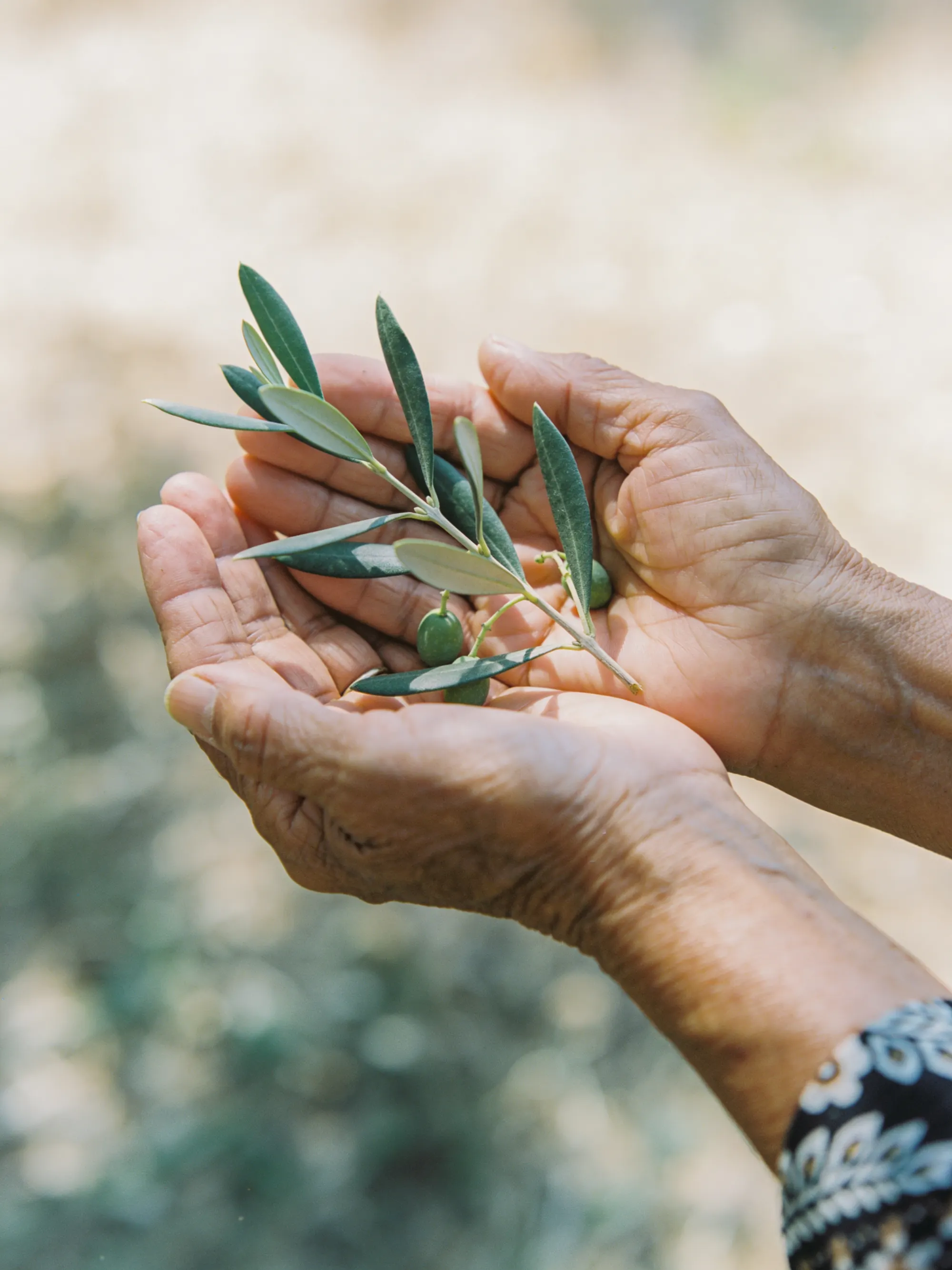 A pair of hands gently holding an olive branch